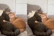 Video: Two Cats Sleeping Like This Will Make Your Day