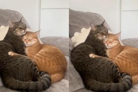 Video: Two Cats Sleeping Like This Will Make Your Day