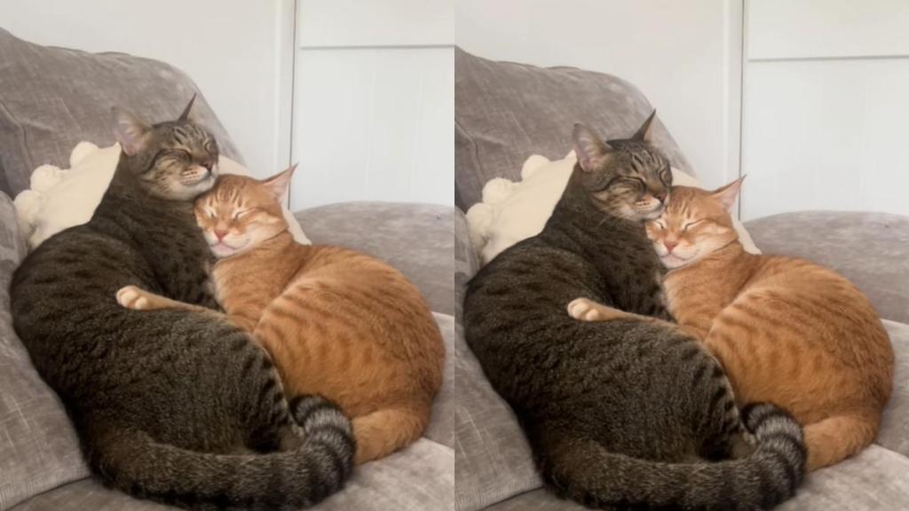 Video: Two Cats Sleeping Like This Will Make Your Day
