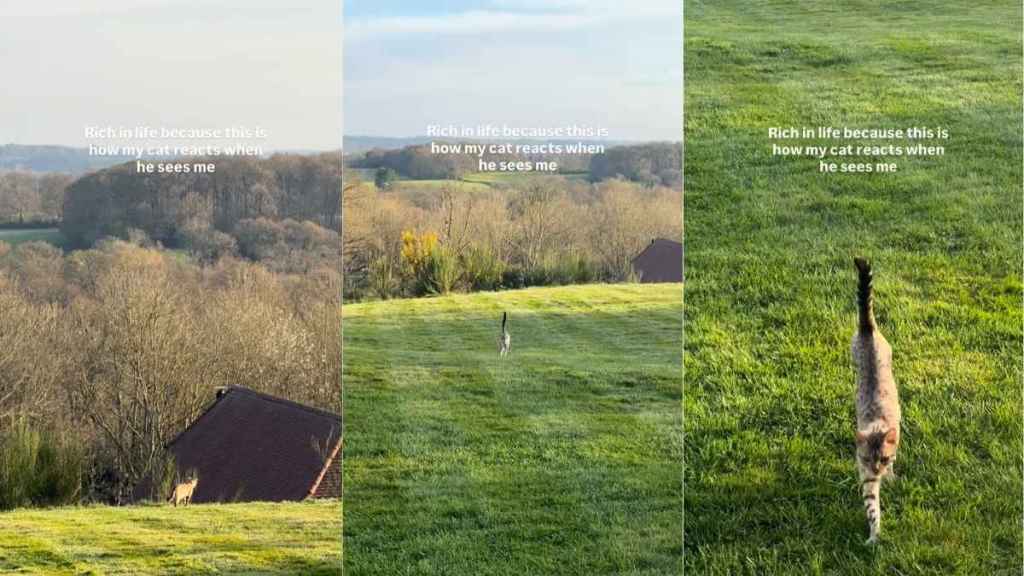 Cat Reacts Like This When He Sees Owner Everytime