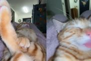 Internet Reacts to Cat’s Super Relaxing Posture While Asleep