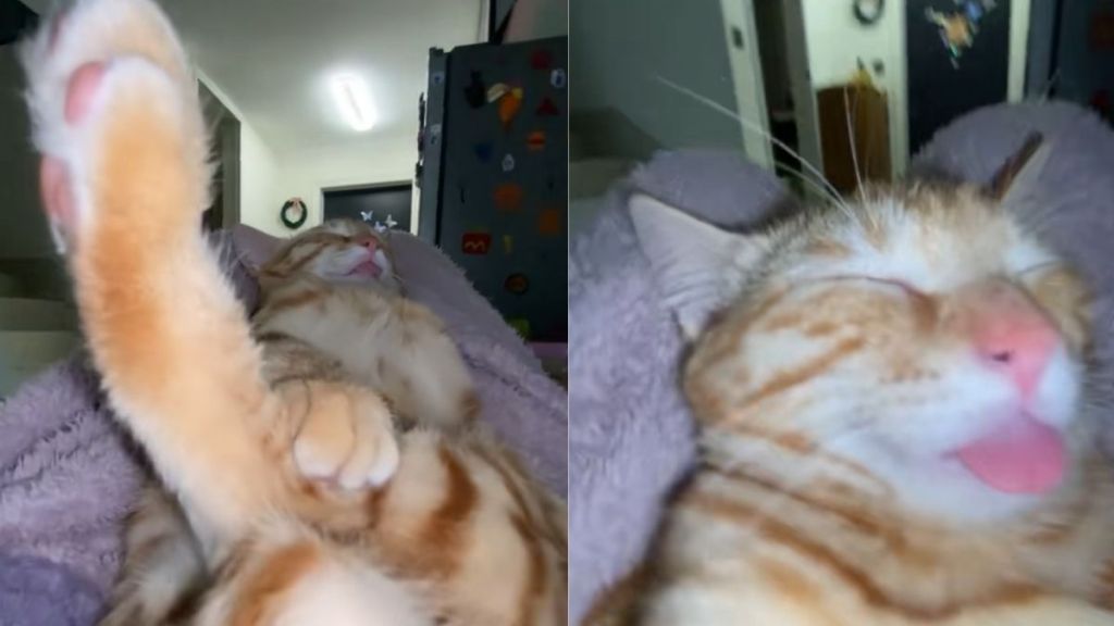 Internet Reacts to Cat’s Super Relaxing Posture While Asleep