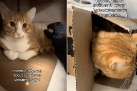 Video: Cat Makes Big Progress With Foster Parent After Rescue