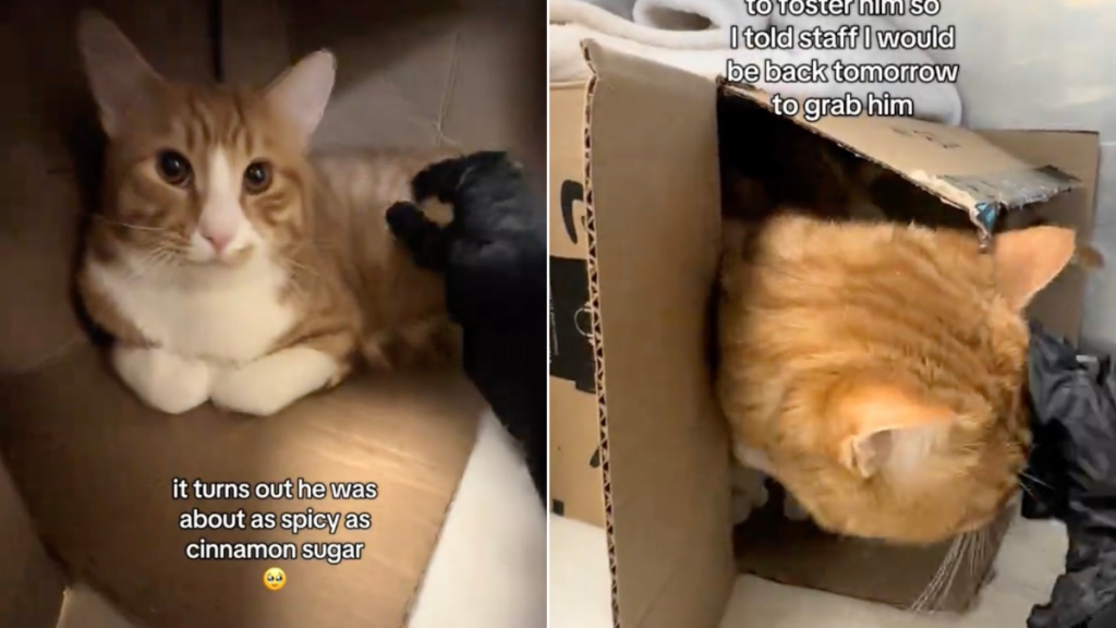 Video: Cat Makes Big Progress With Foster Parent After Rescue