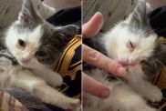 Video Explains Why This Is the 'Mushiest Cat in the World'
