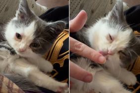 Video Explains Why This Is the 'Mushiest Cat in the World'