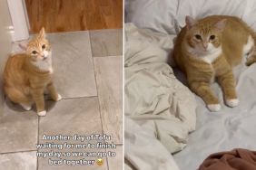 Video: Cat Waits for Owner So They Can Go To Bed Together