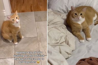 Video: Cat Waits for Owner So They Can Go To Bed Together