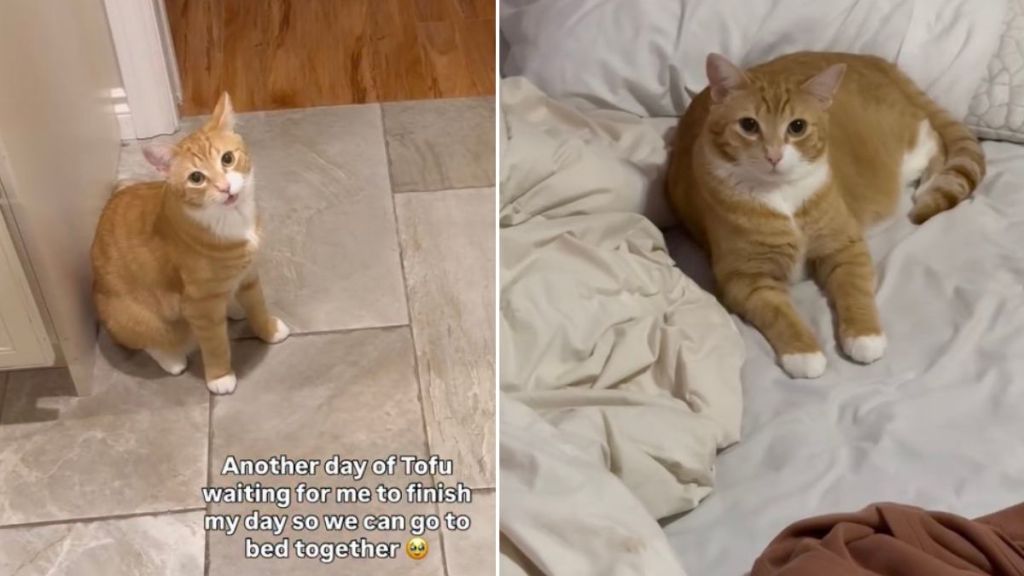 Video: Cat Waits for Owner So They Can Go To Bed Together