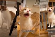 Video: ‘Brave’ Orange Cat Has a Lot To Deal With in One Day