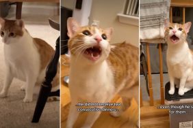 Video: ‘Brave’ Orange Cat Has a Lot To Deal With in One Day