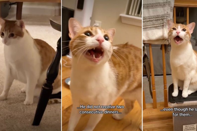 Video: ‘Brave’ Orange Cat Has a Lot To Deal With in One Day