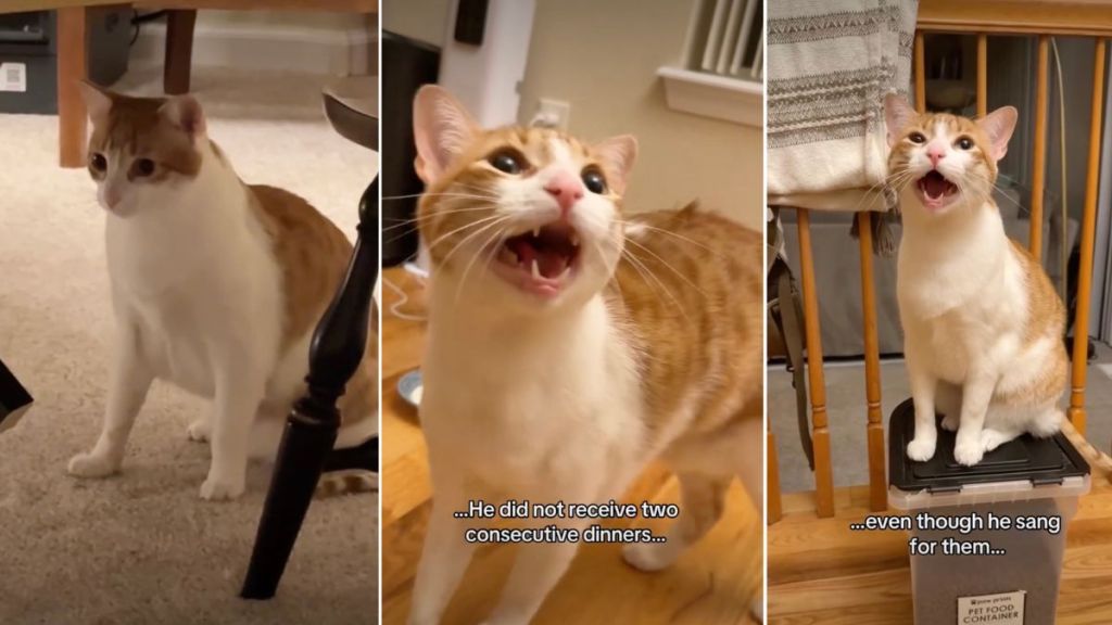Video: ‘Brave’ Orange Cat Has a Lot To Deal With in One Day