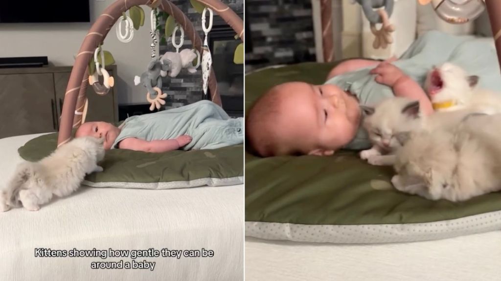Kittens Prove Nobody’s More Gentle Around Baby in Wholesome Video
