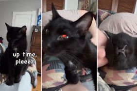 Cat Stares Before Waking Owner Up or Breakfast