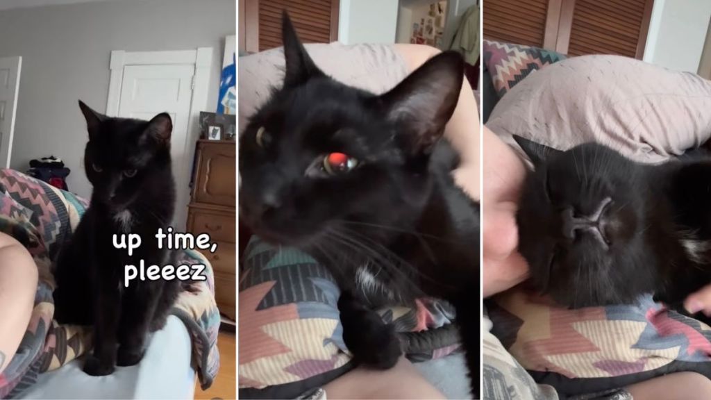 Cat Stares Before Waking Owner Up or Breakfast