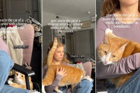 Video: Makeup Artist's Cat Has 'No Boundaries' With Customer