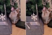 Cat Can't Resist Defying Mom's Christmas Tree Rule in Video