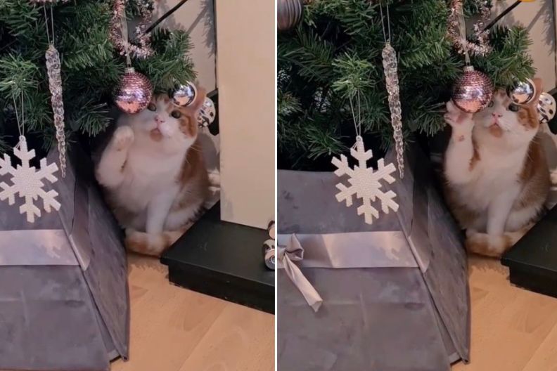 Cat Can't Resist Defying Mom's Christmas Tree Rule in Video