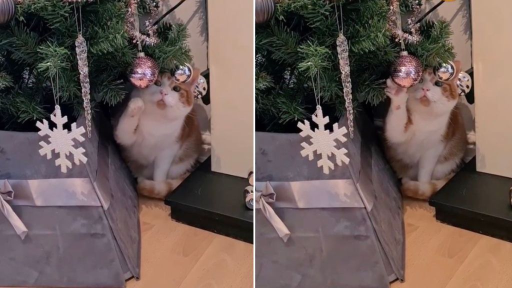 Cat Can't Resist Defying Mom's Christmas Tree Rule in Video