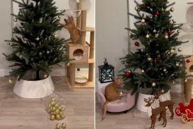 Video Documents Cat Decorating His First Ever Christmas Tree
