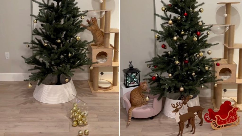 Video Documents Cat Decorating His First Ever Christmas Tree