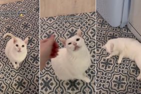 Video: Cat Won't Rest Until Owner Sees His 'Quadruple Flip'