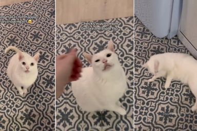 Video: Cat Won't Rest Until Owner Sees His 'Quadruple Flip'