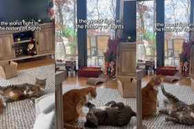 Cats Get Into 'Worst Fight in the History of Fights' Over Nothing