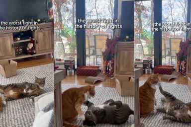 Cats Get Into 'Worst Fight in the History of Fights' Over Nothing