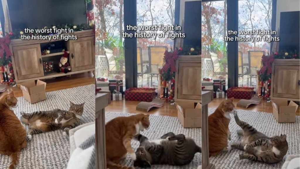 Cats Get Into 'Worst Fight in the History of Fights' Over Nothing