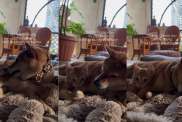 Video: Cat Wraps Paws Tighter Around Dog When She Does This