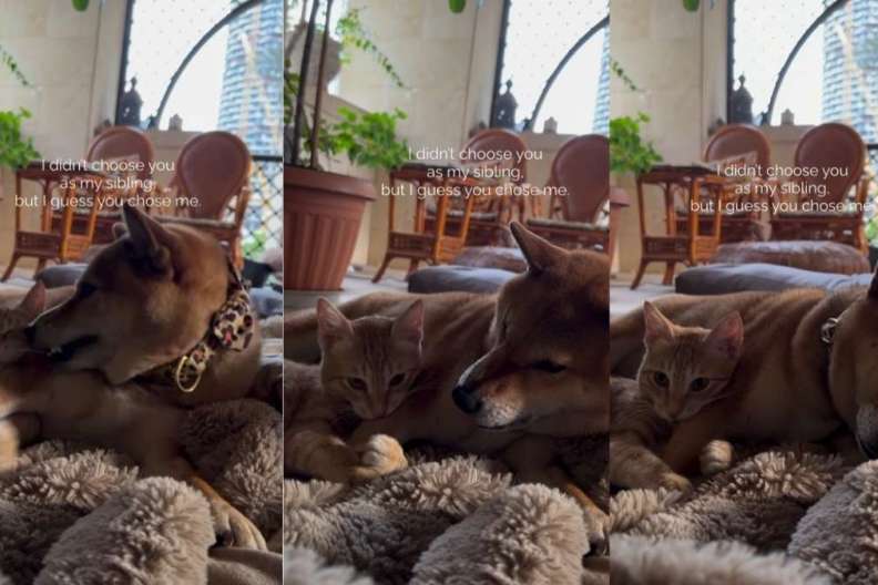 Video: Cat Wraps Paws Tighter Around Dog When She Does This