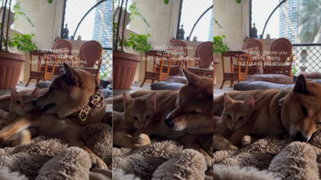 Video: Cat Wraps Paws Tighter Around Dog When She Does This