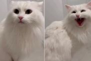 Deaf Cat Reacts When Owner Suddenly Appears in Adorable Video