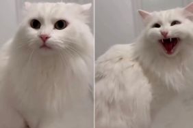 Deaf Cat Reacts When Owner Suddenly Appears in Adorable Video