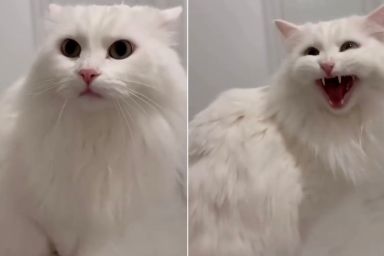 Deaf Cat Reacts When Owner Suddenly Appears in Adorable Video