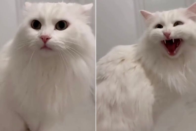 Deaf Cat Reacts When Owner Suddenly Appears in Adorable Video