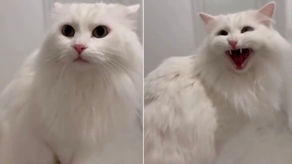 Deaf Cat Reacts When Owner Suddenly Appears in Adorable Video