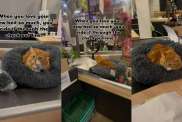 Video: Cat Loves New Bed So Much That He Decides to Use It at the Store