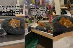 Video: Cat Loves New Bed So Much That He Decides to Use It at the Store