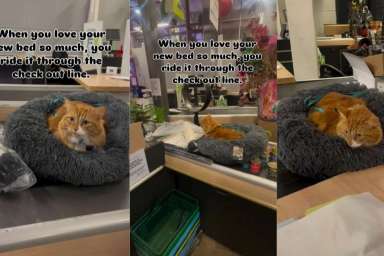 Video: Cat Loves New Bed So Much That He Decides to Use It at the Store