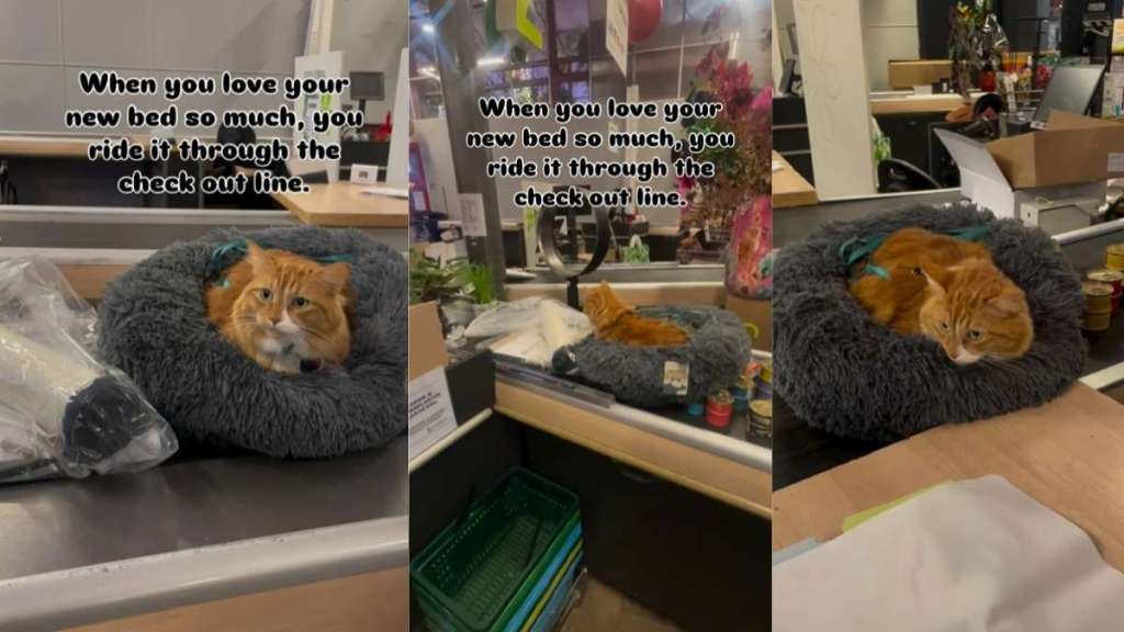 Video: Cat Loves New Bed So Much That He Decides to Use It at the Store