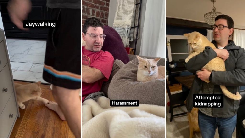 Video: Cat Lists Crimes 'Spare Human' Dad Has Committed