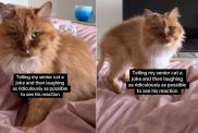 Video: Senior Cat Reacts to Mom's Joke & Ridiculous Laugh
