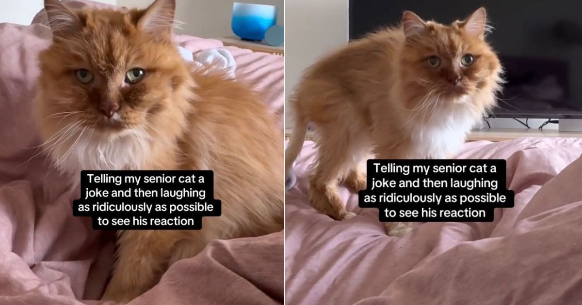Video: Senior Cat Reacts to Mom’s Joke & Ridiculous Laugh – CatTime