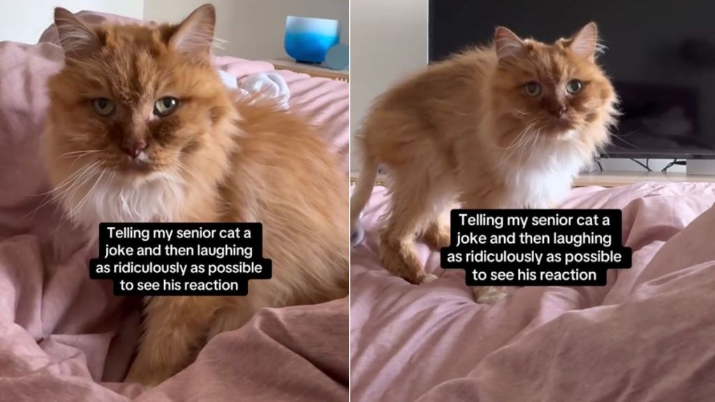 Video: Senior Cat Reacts to Mom's Joke & Ridiculous Laugh