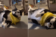 Video: Cat Says Yes to Breakfast with This Gesture