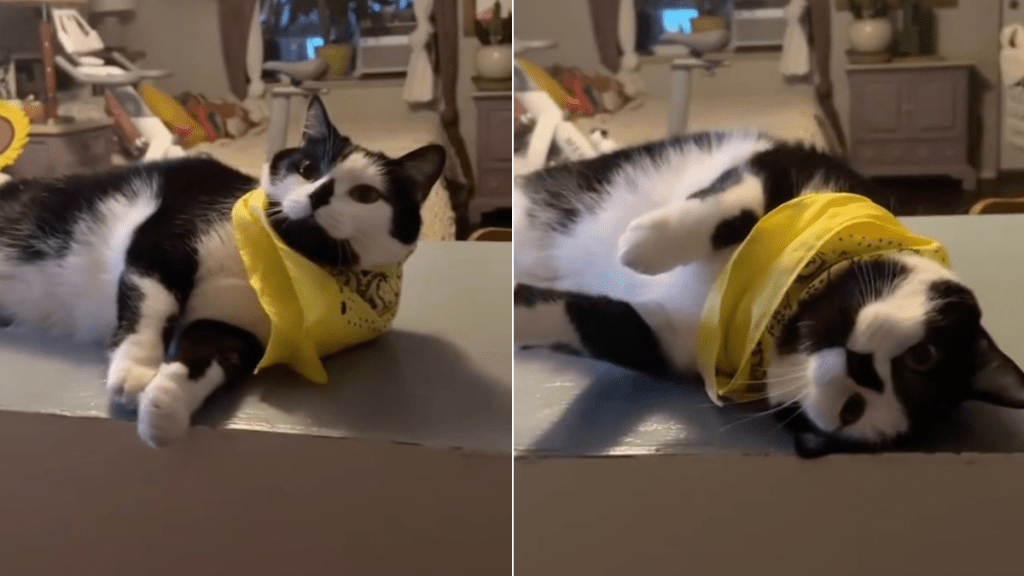 Video: Cat Says Yes to Breakfast with This Gesture