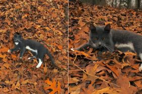 Video: Cat's Eyes Matches the Color of the Leaves He's Lying on